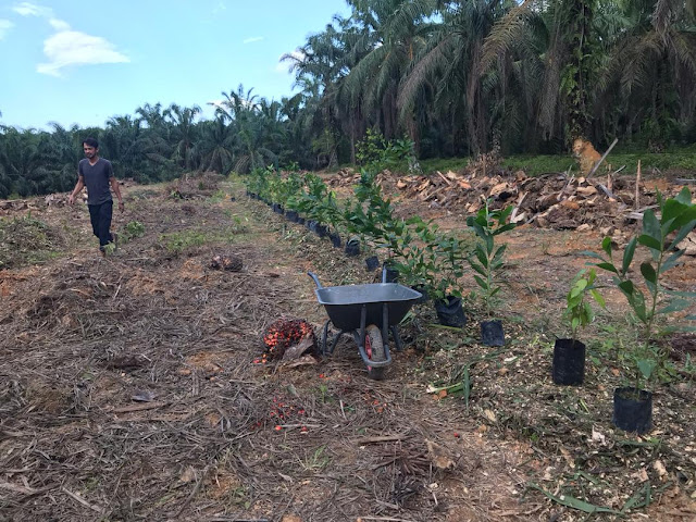 June 2020 Planting Experimental Plot