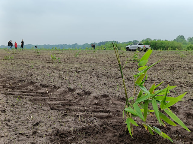 BBL-L-003 photo planting day 15-5-2023-2