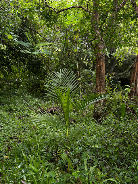IMG-20241110-WA0136