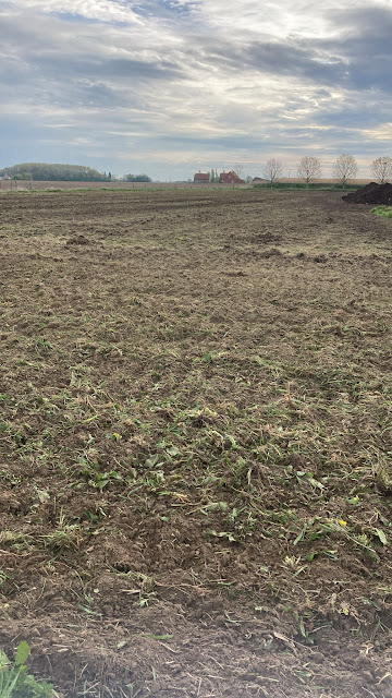 project paulownia overzicht