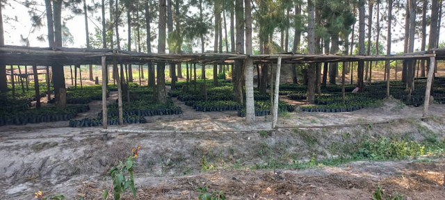 Bamboo nursery2