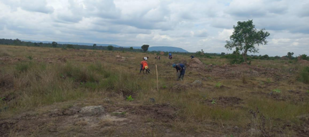 Bamboo planting