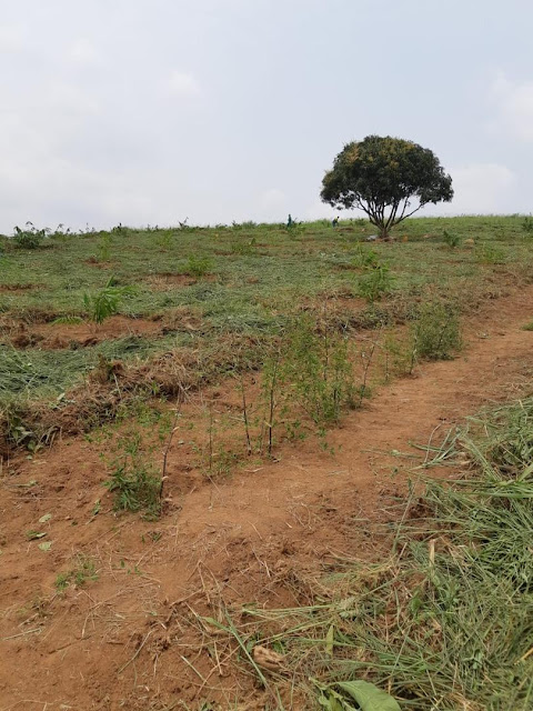 Kibale fence august 2025 (1)