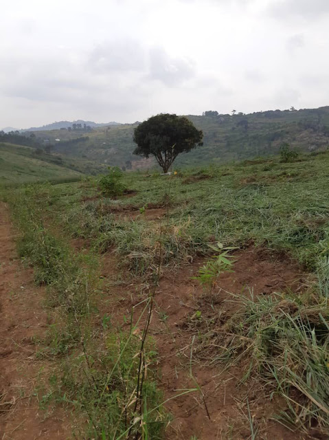 Kibale fence august 2025 (6)
