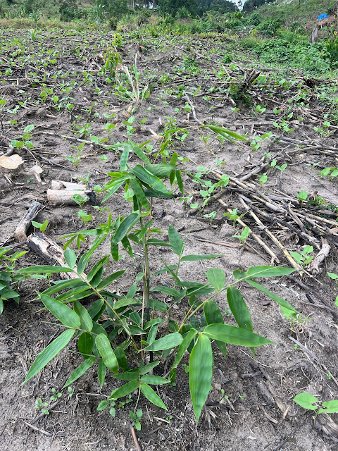 Kibale Bamboo 1