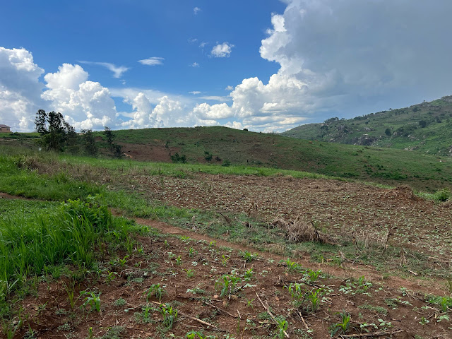 Kibale 2