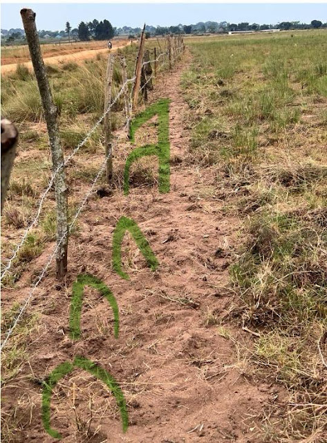 Fence Masaka August 2025 - with young bamboo indication (2)