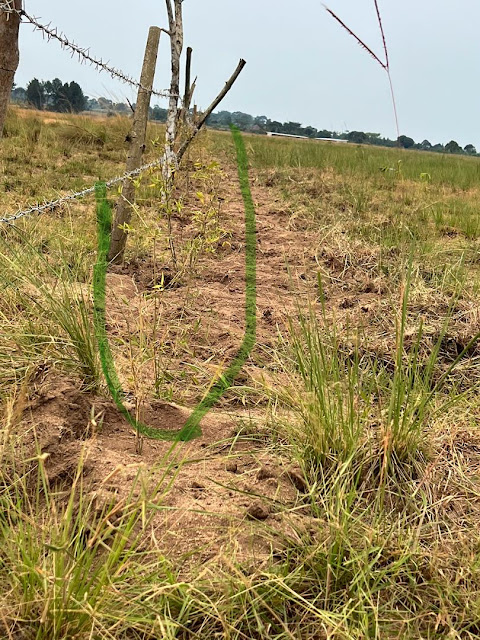 Fence Masaka August 2025 - with young bamboo indication (3)