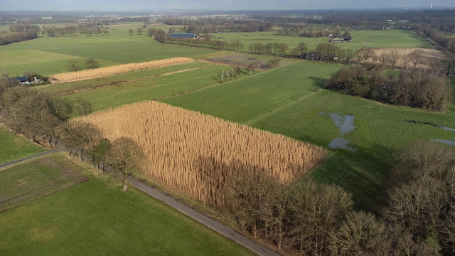 RHK 240125 33 ST20240125-28932 Laren Erik Langenkamp gaat voor het eerst bijzonder metershoog olifantsgras oogsten