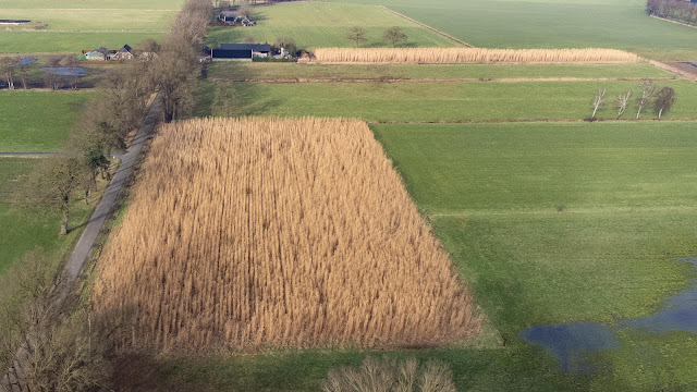 RHK 240125 32 ST20240125-28932 Laren Erik Langenkamp gaat voor het eerst bijzonder metershoog olifantsgras oogsten