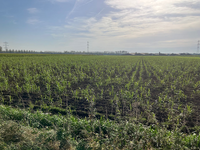 land miscantus 2