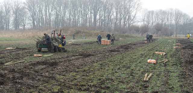 aanplant in actie