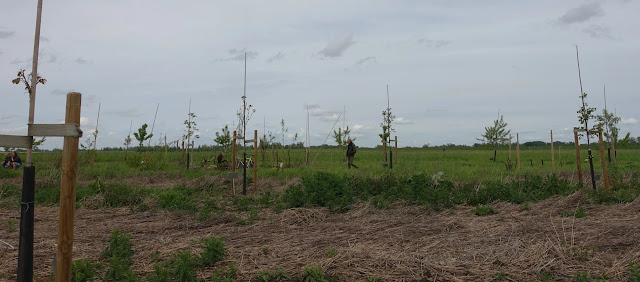 Ooit na aanplant-1