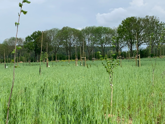 Voorjaar 2023 met rogge als groenbemester