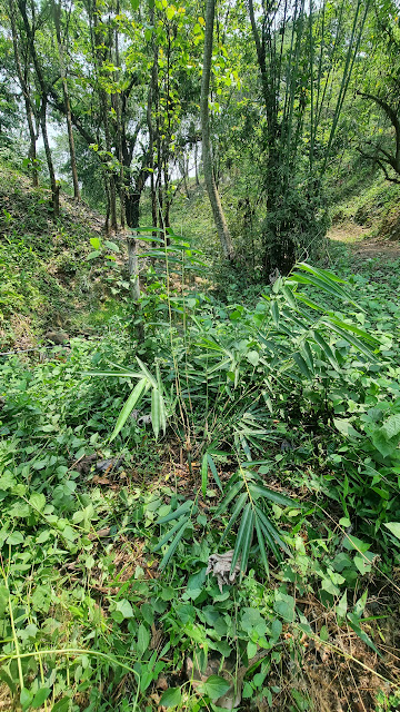 386g(1)