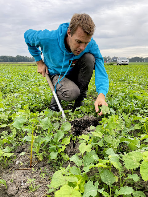 groenbemesters
