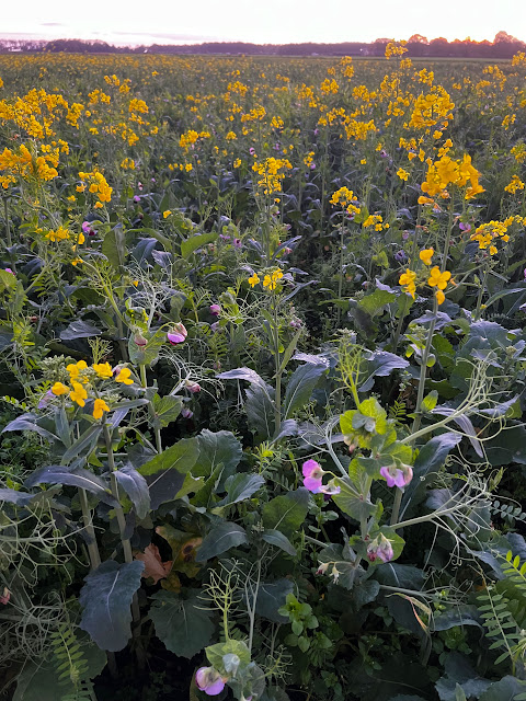 groenbemesters2