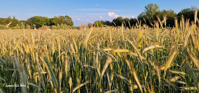 graanveld