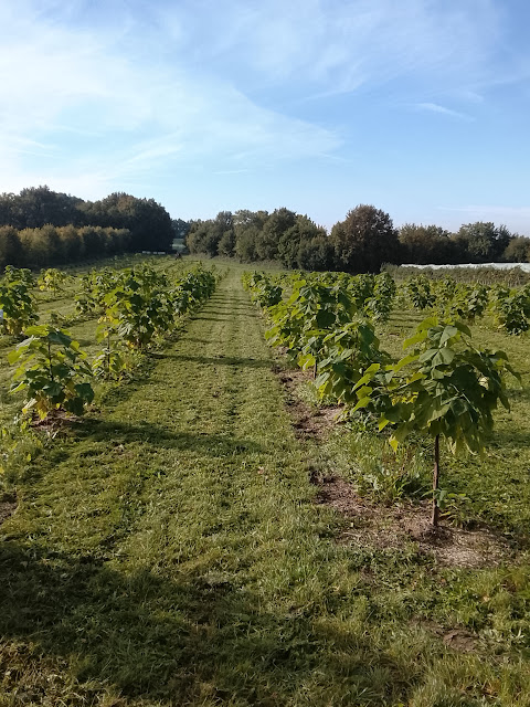 Plantation 1025
