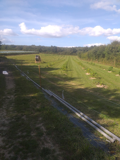 Photo - Land after planting (July 2024)