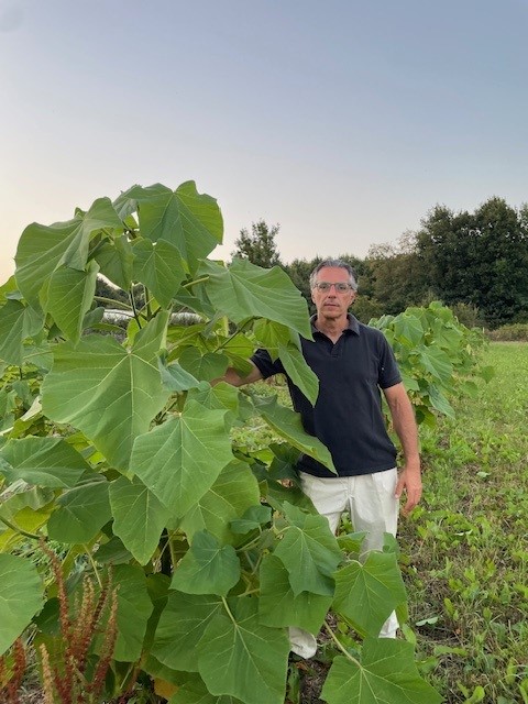 Arbre paulownia2 0825