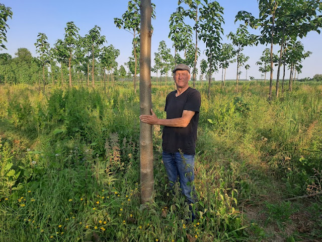Eric Litjens Paulownia 20230608 195051
