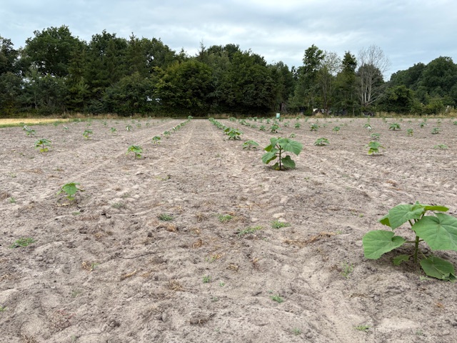Plantations 3