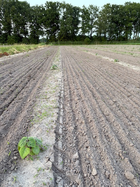 Plantations 1