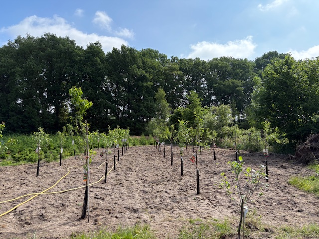 Plantations 2