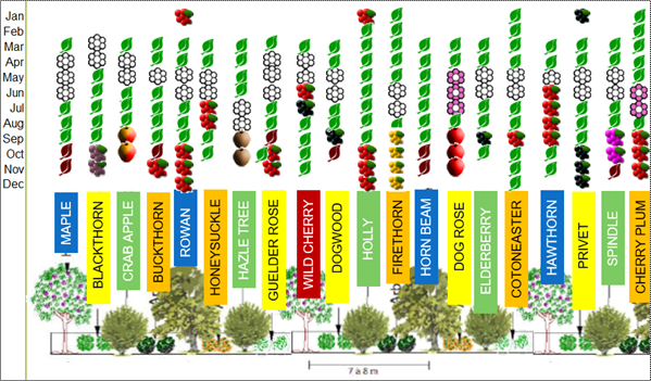 Biodiversity Hedge Pattern