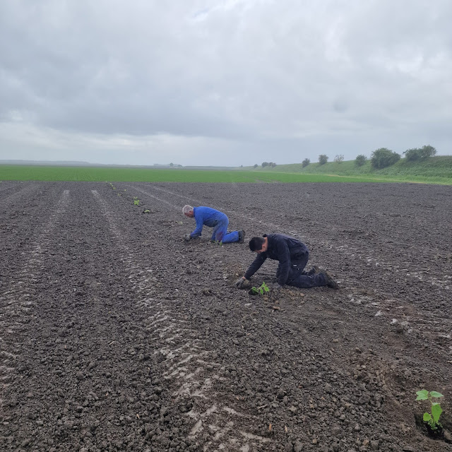 Foto Huibert planten goed