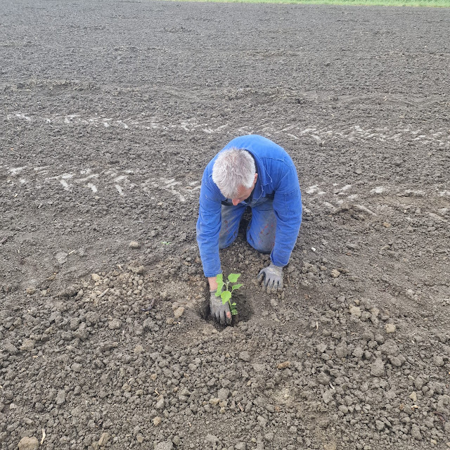 Foto Huibert planten